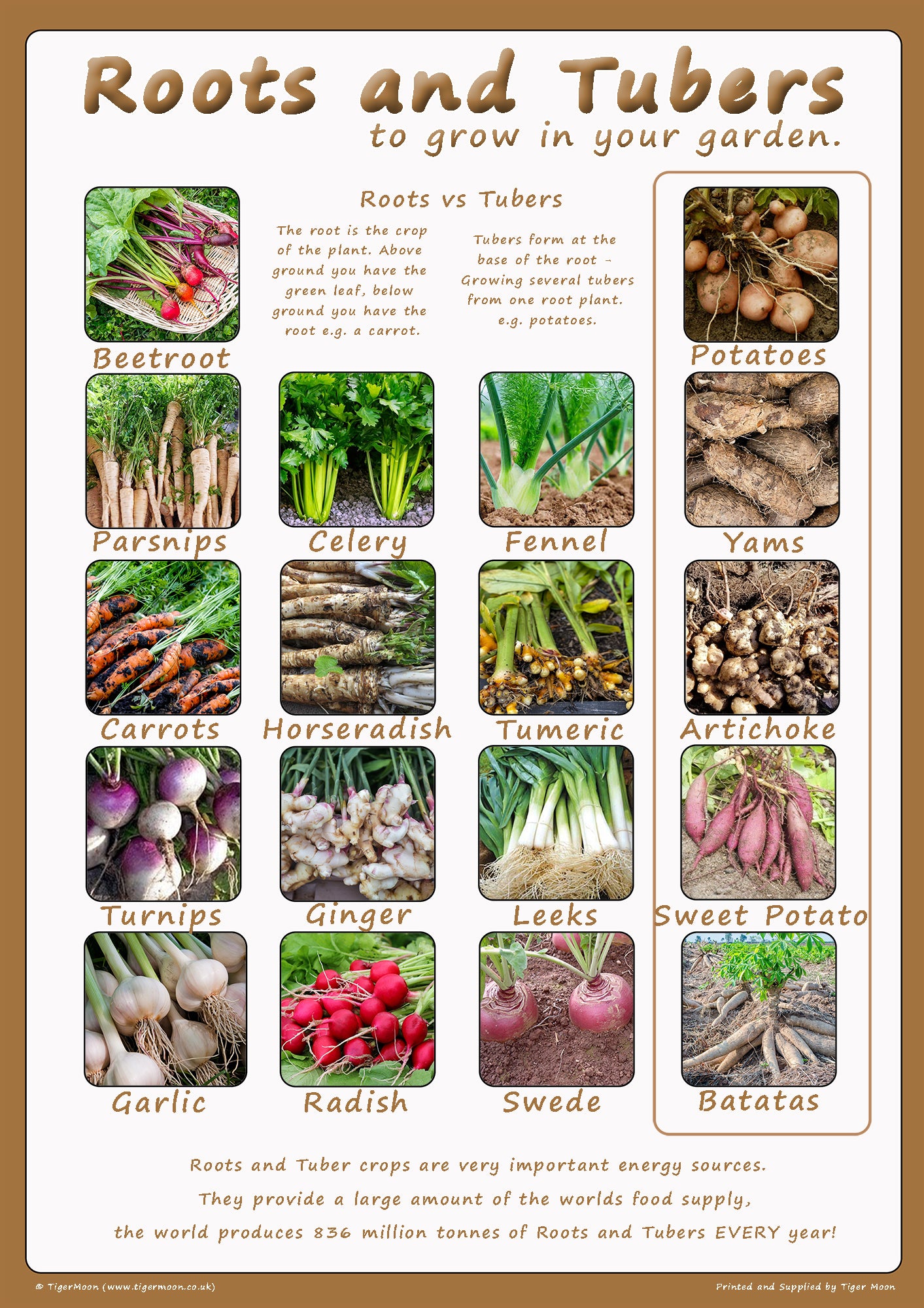 What Are Tubers Vegetables Chefs Introduction | Root Vegetables,