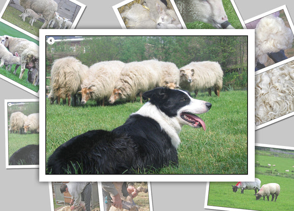 On the Sheep Farm
